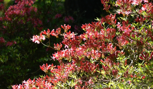 Bois des Moutiers (254) Mai 2012